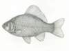 carassiuscarssius_small.jpg