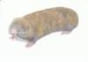 nanospalaxleucodonslijepokue_small.jpg