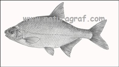 abramisbjoerkna.jpg