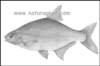 abramisbramadeverika_small.jpg