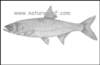 aspiusaspiusbolen_small.jpg