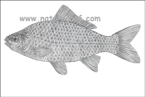 carassiusgibeliobabuka.jpg