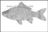 carassiusgibeliobabuka_small.jpg
