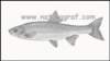 chondrostomanasus_small.jpg