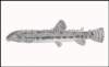 cobitiselongatoidesvijun_small.jpg