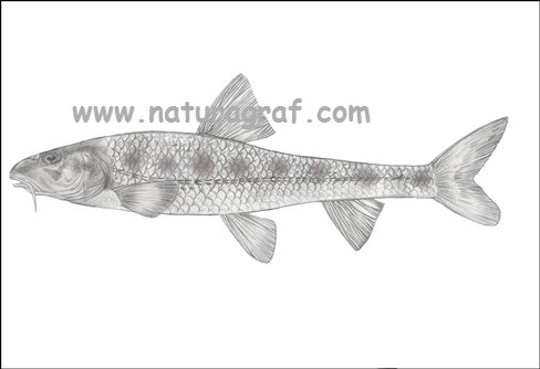 gobioalbippinatusbjeloperajnakrkua.jpg