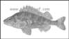 gymnocephalusbaloniibalonijevbalavac_small.jpg