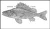 gymnocephaluscernuusbalavac_small.jpg
