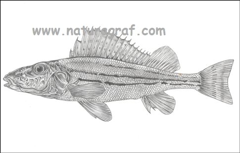 gymnocephalusschraetzerprugastibalavac.jpg