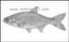 hypophthalmichthysmolitrixsiviglava_small.jpg
