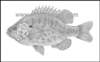 lepomisgibbosussunanica_small.jpg