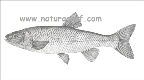 leuciscuscephalusklen.jpg