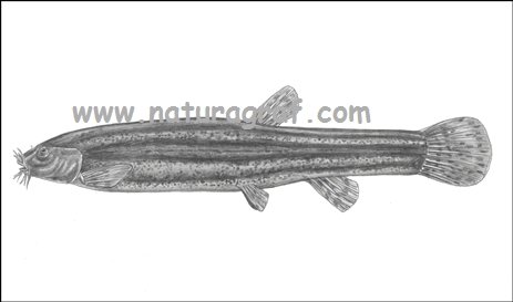 misgurnusfossilisikov.jpg
