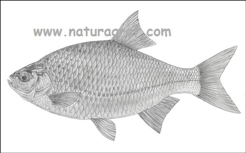 scardiniuserythrophthalmuscrvenperka.jpg