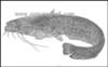 silurusglanissom_small.jpg