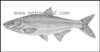 vimbavimbanosara_small.jpg